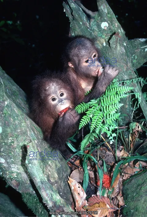 : ORANG-UTAN - young pair eating : ORANG-UTAN - young pair eating
