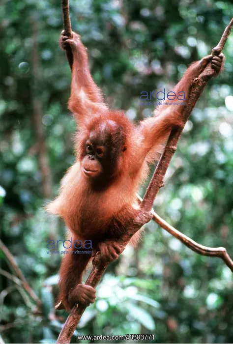 : ORANG-UTAN - Young in tree : ORANG-UTAN - Young in tree