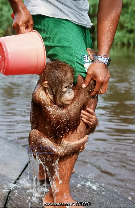 : Orang-utan - young being washed, hugging man's leg : Orang-utan - young being washed, hugging man's leg