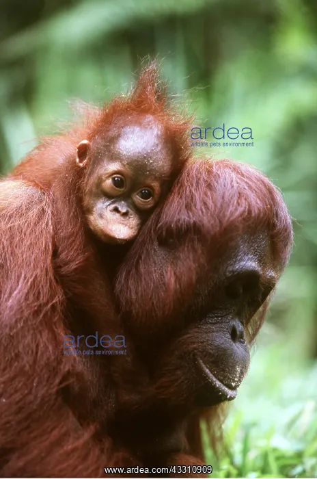 : ORANG-UTANS - baby on neck : ORANG-UTANS - baby on neck