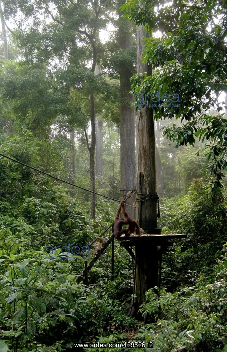 : Orang-Utans and Long-tailed / Crab-eating macaques : Orang-Utans and Long-tailed / Crab-eating macaques
