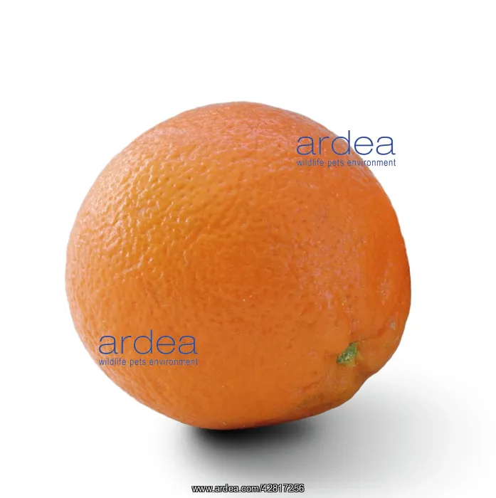  : Orange