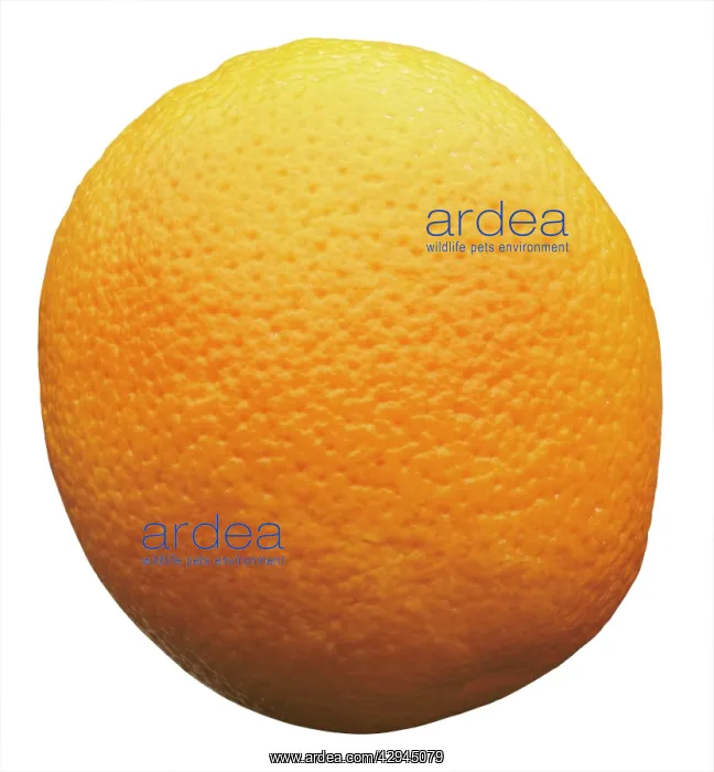  : Orange, Citrus sinensis