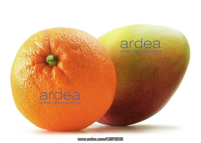 : Orange, Citrus sinensis : Orange, Citrus sinensis