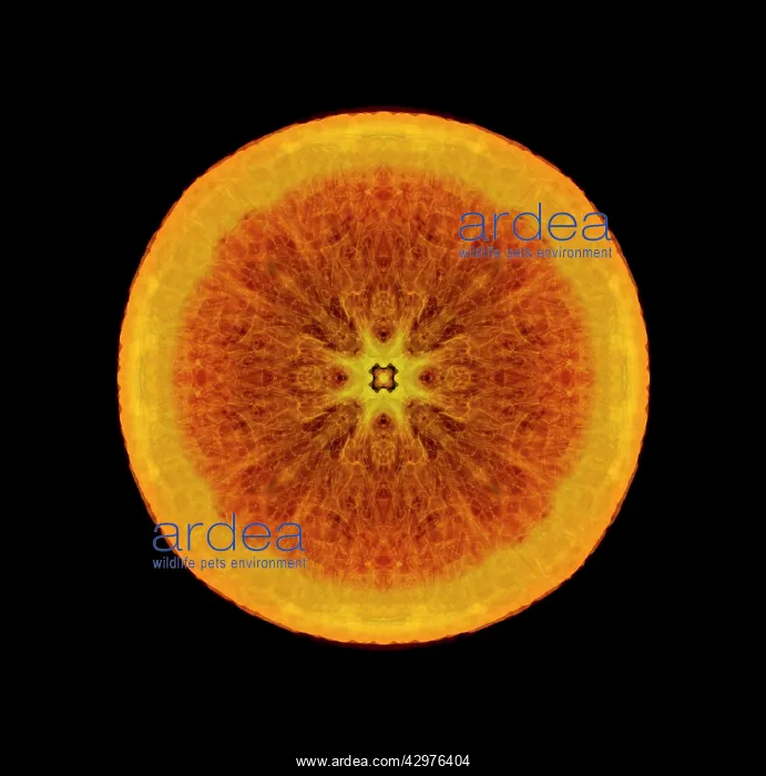 : Orange, Citrus sinensis : Orange, Citrus sinensis