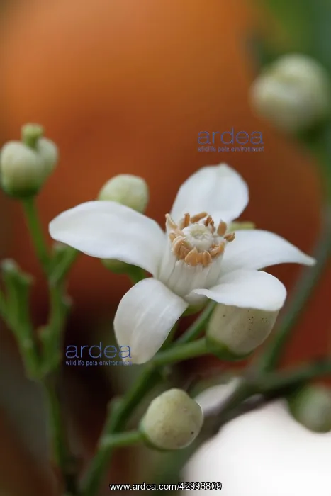 : Orange. Citrus x sinensis Valencia Late. Open single blossom and buds : Orange. Citrus x sinensis Valencia Late. Open single blossom and buds