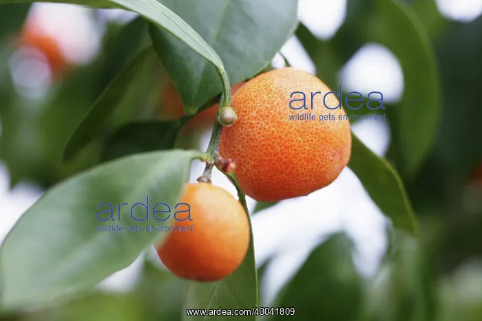 : Orange, Citrus sinensis : Orange, Citrus sinensis