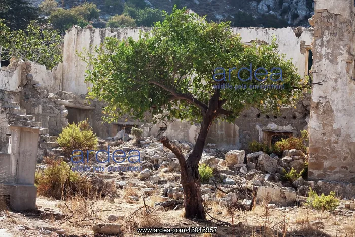 : Orange, Citrus sinensis : Orange, Citrus sinensis
