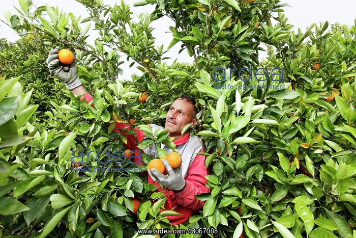  : Orange, Citrus sinensis