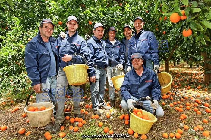 : Orange, Citrus sinensis : Orange, Citrus sinensis
