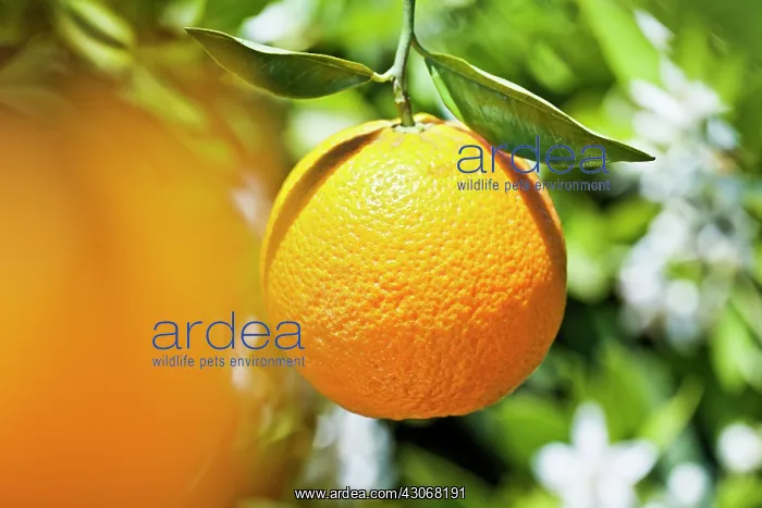 : Orange, Citrus sinensis : Orange, Citrus sinensis