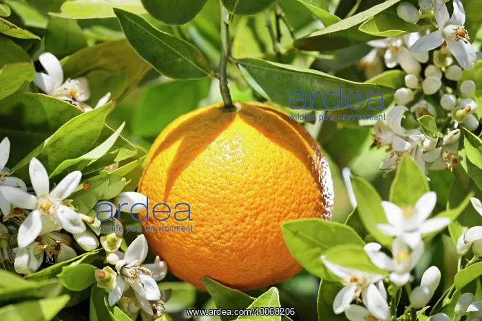 : Orange, Citrus sinensis : Orange, Citrus sinensis