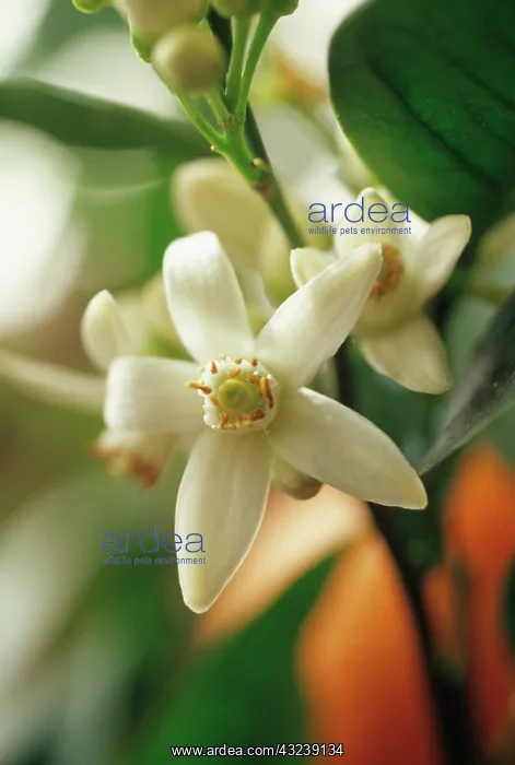 : Orange, Citrus sinensis : Orange, Citrus sinensis