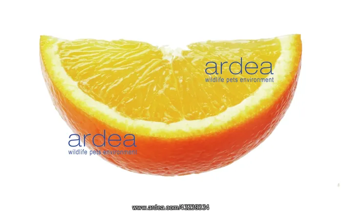  : Orange, Citrus sinensis