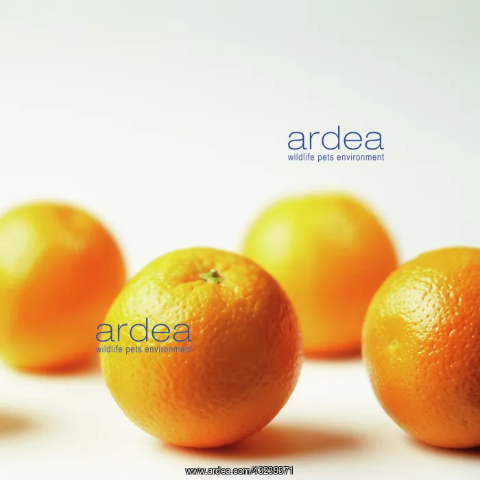 : Orange, Citrus sinensis : Orange, Citrus sinensis