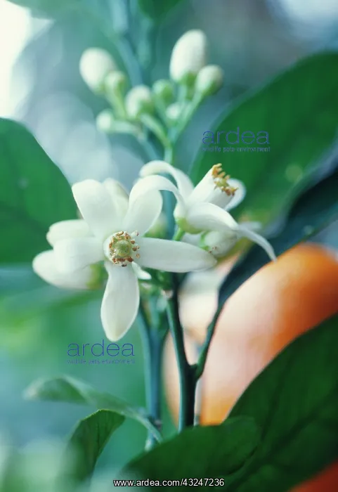 : Orange, Citrus sinensis : Orange, Citrus sinensis