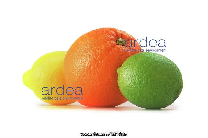 : Orange, Citrus sinensis : Orange, Citrus sinensis
