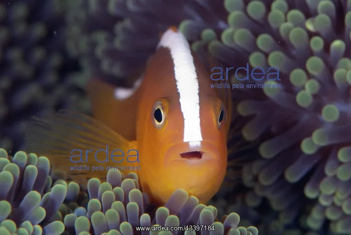 : Orange Anemonefish in anemone : Orange Anemonefish in anemone