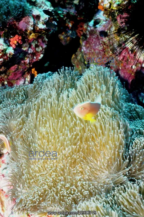 : Orange anemonefish in Mertens sea anemone (Stichodactyla : Orange anemonefish in Mertens sea anemone (Stichodactyla