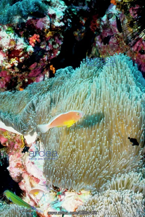 : Orange anemonefish in Mertens sea anemone (Stichodactyla : Orange anemonefish in Mertens sea anemone (Stichodactyla
