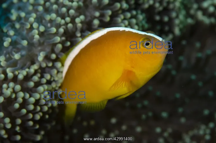 : Orange Anemonefish - in protective Leathery Sea : Orange Anemonefish - in protective Leathery Sea
