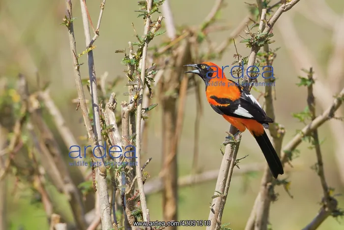 : Orange-backed Troupial : Orange-backed Troupial