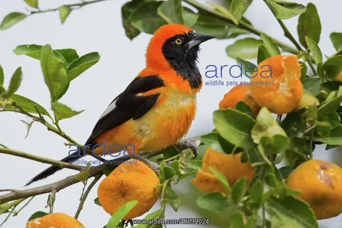 : Orange-backed Troupial : Orange-backed Troupial