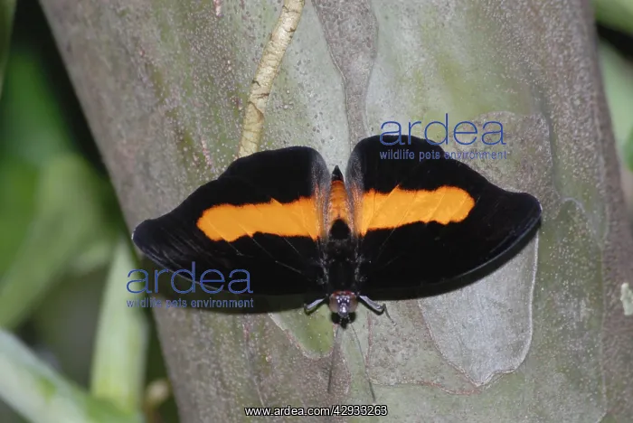 : Orange-banded Shoemaker Butterfly resting on leaf : Orange-banded Shoemaker Butterfly resting on leaf