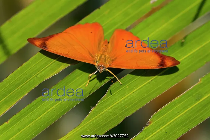 : Orange Banner, butterfly, Los Llanos, Colombia : Orange Banner, butterfly, Los Llanos, Colombia