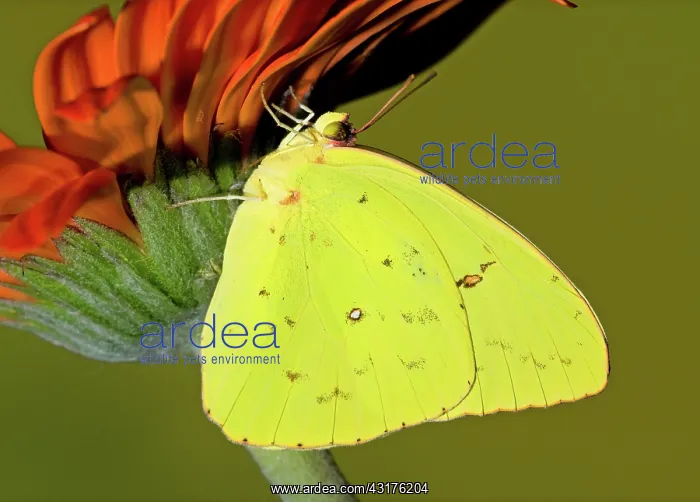 : Orange Barred Sulfur Butterfly : Orange Barred Sulfur Butterfly