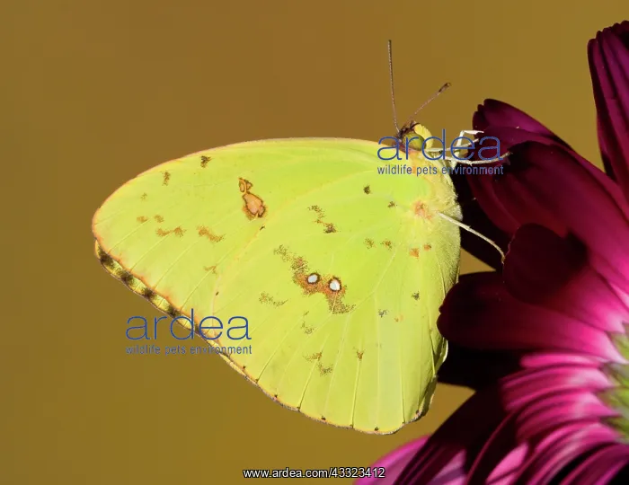  : Orange Barred Sulfur Butterfly