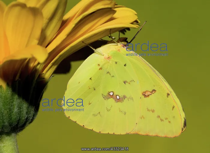  : Orange Barred Sulfur Butterfly