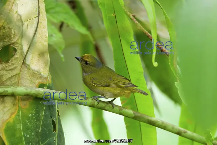 : Orange-bellied Euphonia : Orange-bellied Euphonia