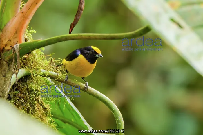 : Orange-bellied Euphonia : Orange-bellied Euphonia