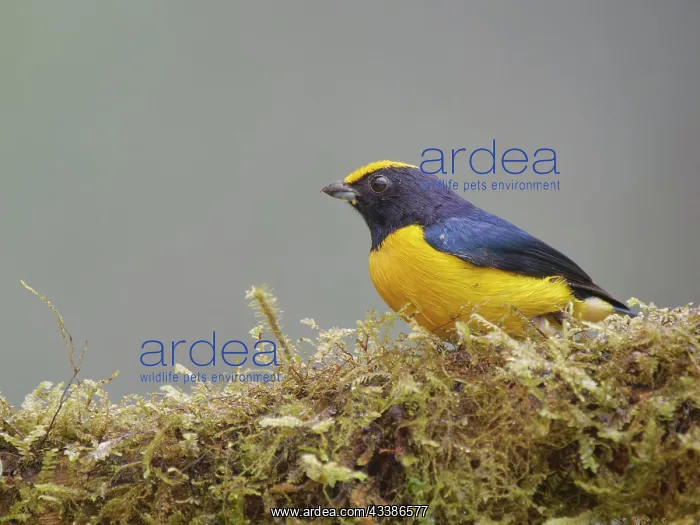: Orange Bellied Euphonia Euphonia xanthogaster Ec : Orange Bellied Euphonia Euphonia xanthogaster Ec