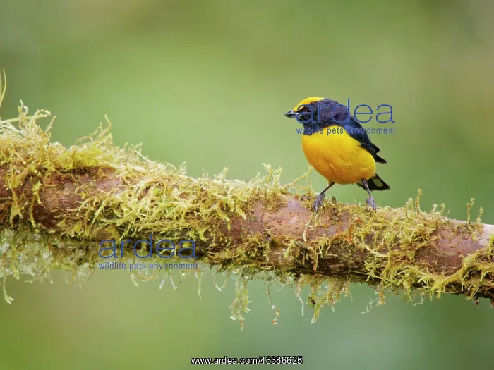 : Orange Bellied Euphonia Euphonia xanthogaster Ec : Orange Bellied Euphonia Euphonia xanthogaster Ec