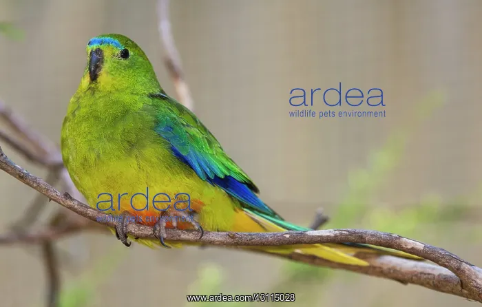 : Orange-bellied Parrot : Orange-bellied Parrot