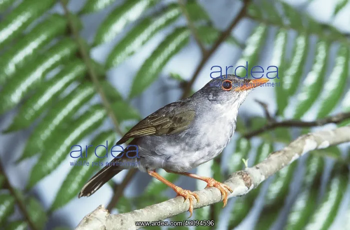 : Orange-billed Nightingale-thrush : Orange-billed Nightingale-thrush