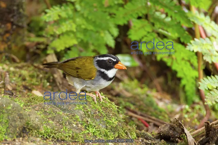 : Orange-billed Sparrow : Orange-billed Sparrow