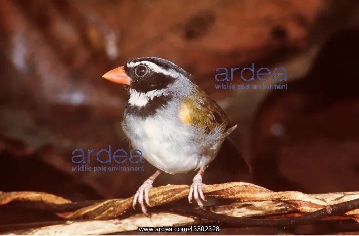 : ORANGE BILLED SPARROW : ORANGE BILLED SPARROW