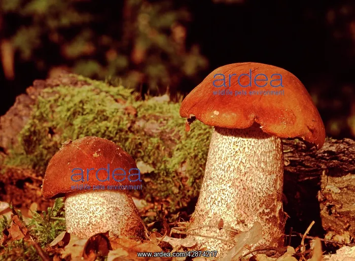 : Orange Birch Bolet Fungi : Orange Birch Bolet Fungi