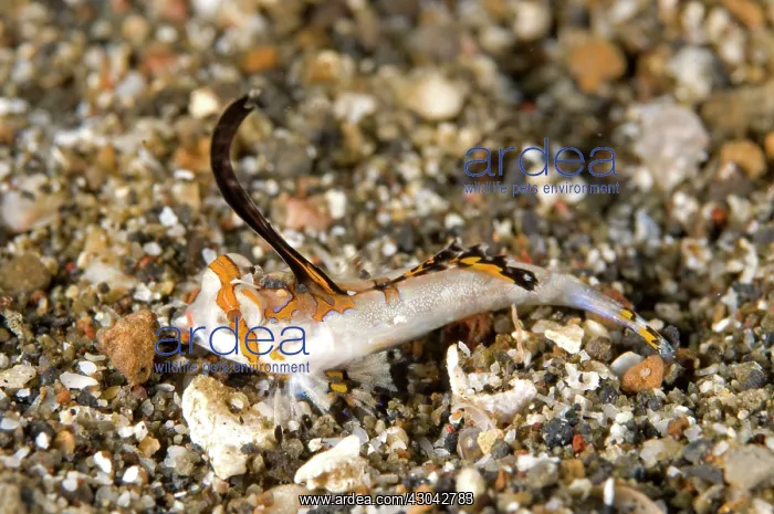 : Orange & Black Dragonet juvenile with erect dorsal fin : Orange & Black Dragonet juvenile with erect dorsal fin