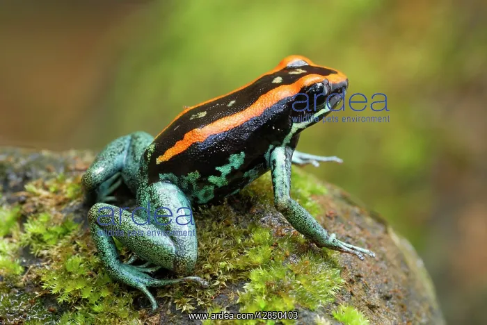 : Orange and Black Poison Arrow / Dart Frog : Orange and Black Poison Arrow / Dart Frog