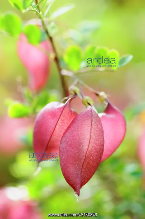 : Orange Bladder-senna, Colutea arborescens x orientalis, Red : Orange Bladder-senna, Colutea arborescens x orientalis, Red