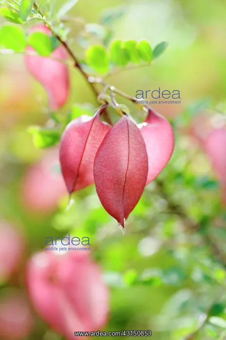 : Orange Bladder-senna, Colutea arborescens x orientalis, Red : Orange Bladder-senna, Colutea arborescens x orientalis, Red