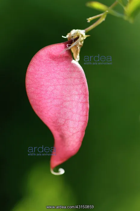 : Orange Bladder-senna, Colutea arborescens x orientalis, Red : Orange Bladder-senna, Colutea arborescens x orientalis, Red