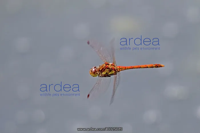 : Orange-bodied Dragonfly - in flight : Orange-bodied Dragonfly - in flight