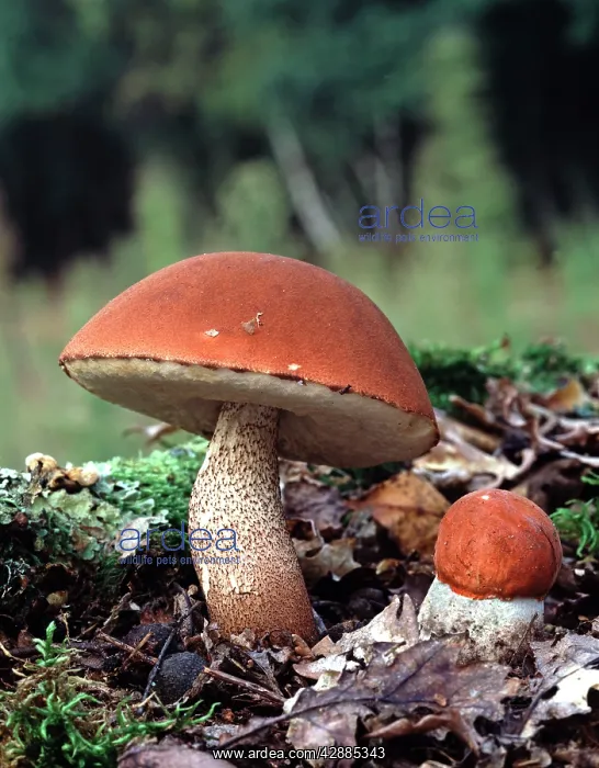 : Orange Bolete Fungi in autumn : Orange Bolete Fungi in autumn