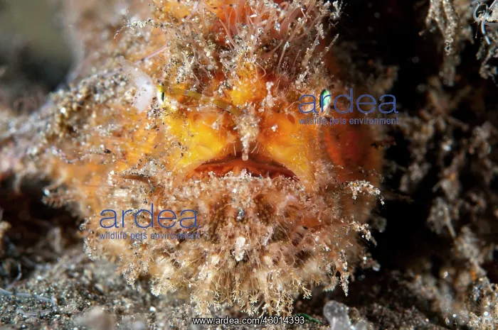 : Orange Brackish Frogfish with shrimp-like lure on black sand : Orange Brackish Frogfish with shrimp-like lure on black sand