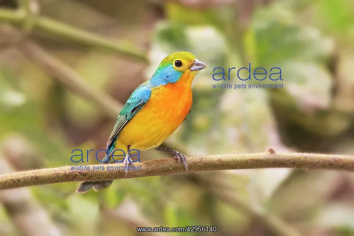 : Orange-breasted Bunting : Orange-breasted Bunting